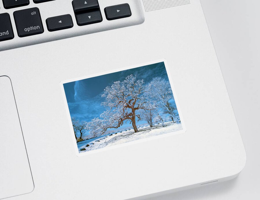 Top Artist Sticker featuring the photograph Tree near Bastrop by Norman Gabitzsch