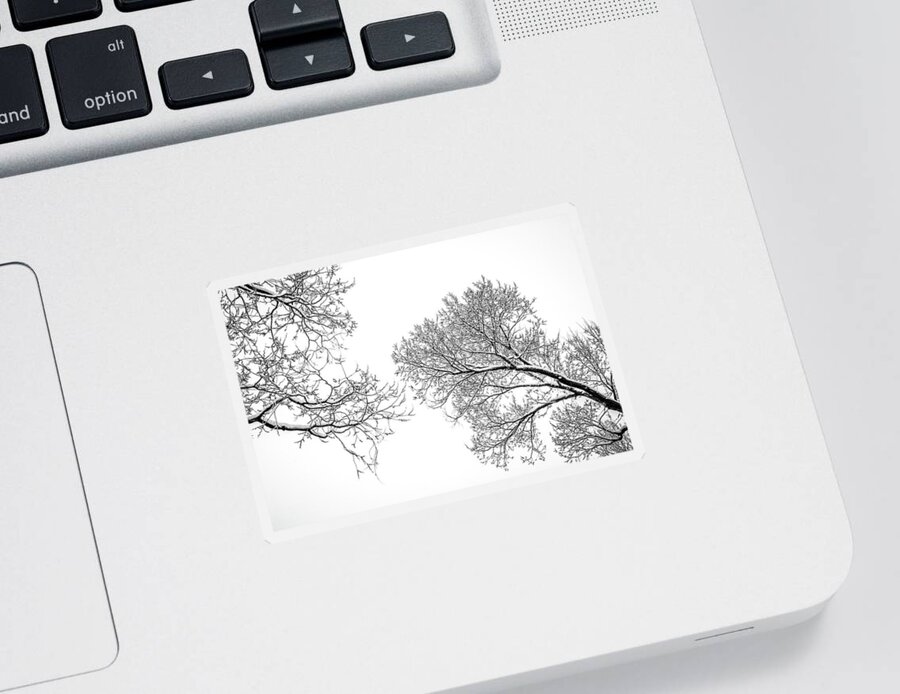 Tree Sticker featuring the photograph Trees Reaching by Marilyn Hunt