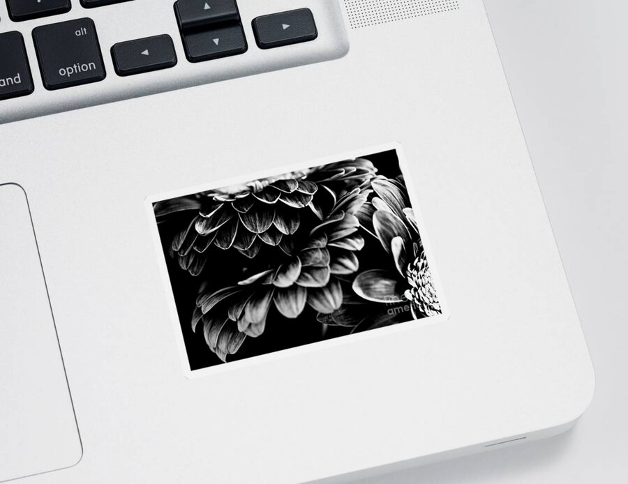 Gerbera Sticker featuring the photograph Triple Decker by Clare Bevan