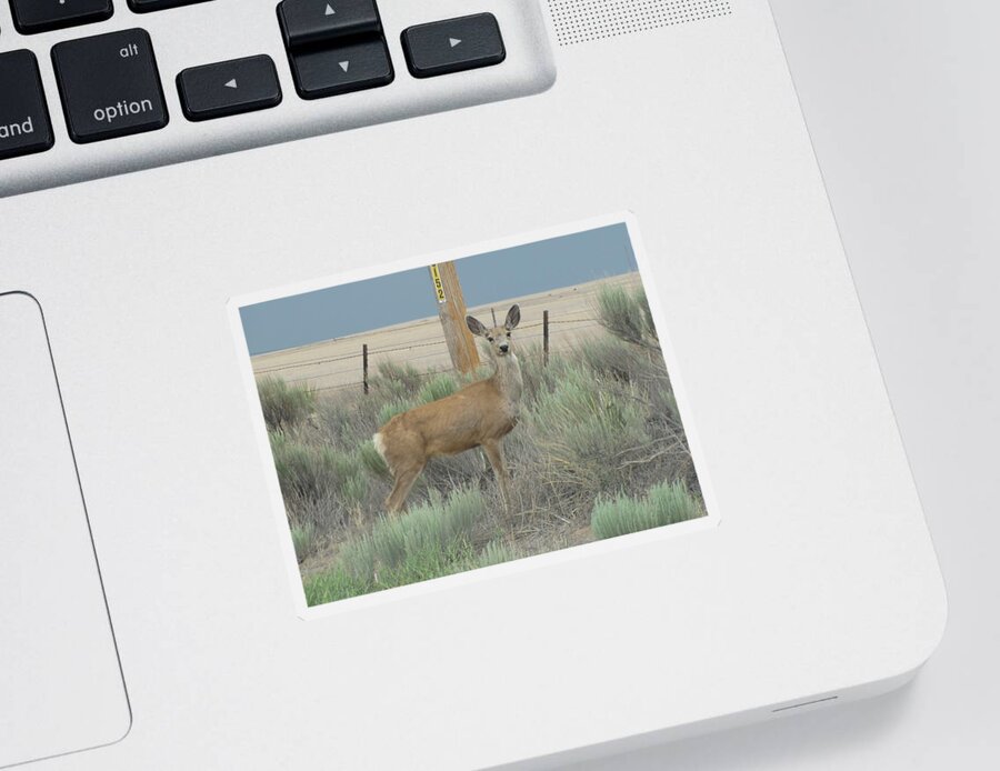 Mule Deer Sticker featuring the photograph Tristate Mule Deer by Keith Stokes