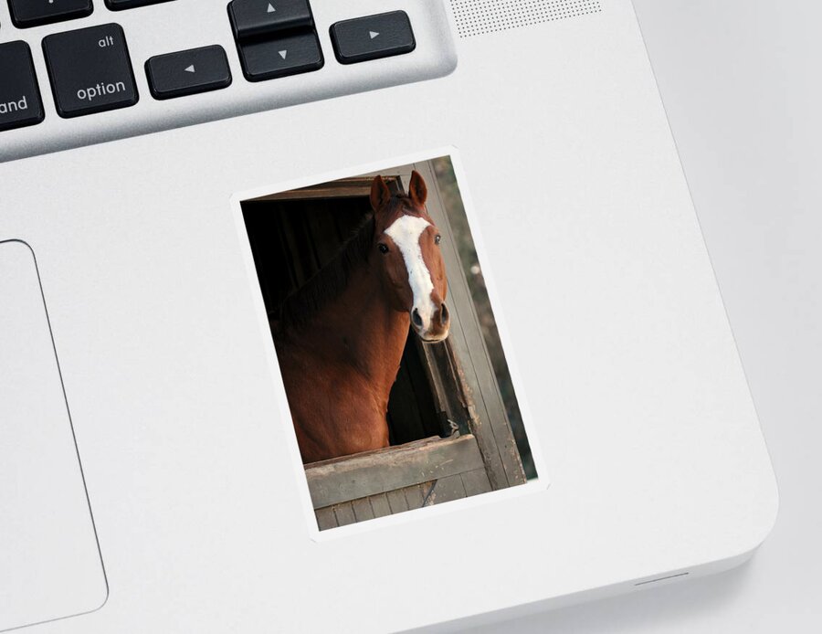 Thoroughbred Sticker featuring the photograph T's Window by Angela Rath