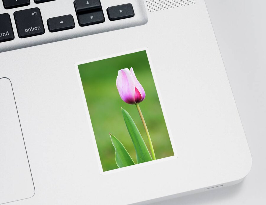 Tulip Sticker featuring the photograph Tulip 2 by Ram Vasudev
