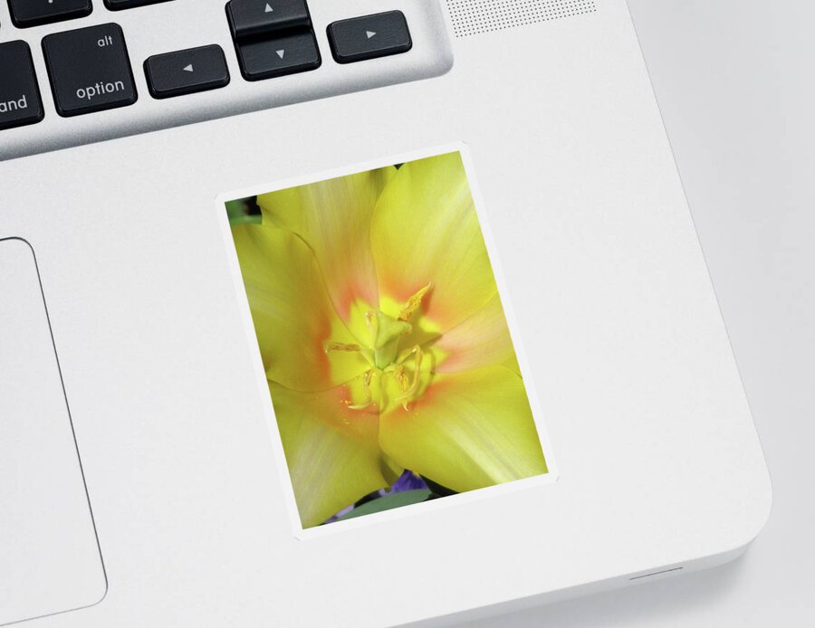 Tulip Sticker featuring the photograph Tulips - Beauty In Bloom 20 by Pamela Critchlow