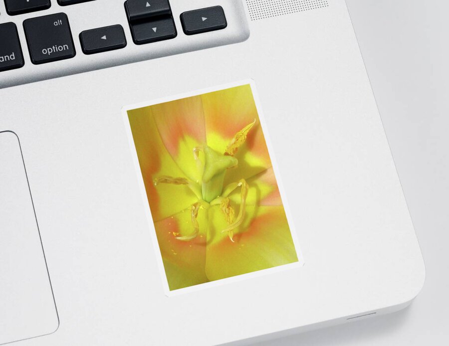 Tulip Sticker featuring the photograph Tulips - Beauty In Bloom 22 by Pamela Critchlow