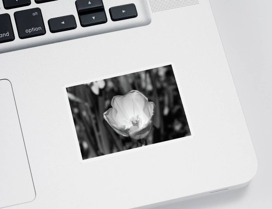 Tulip Sticker featuring the photograph Tulips - Beauty In Bloom - BW Infrared SFX 05 by Pamela Critchlow