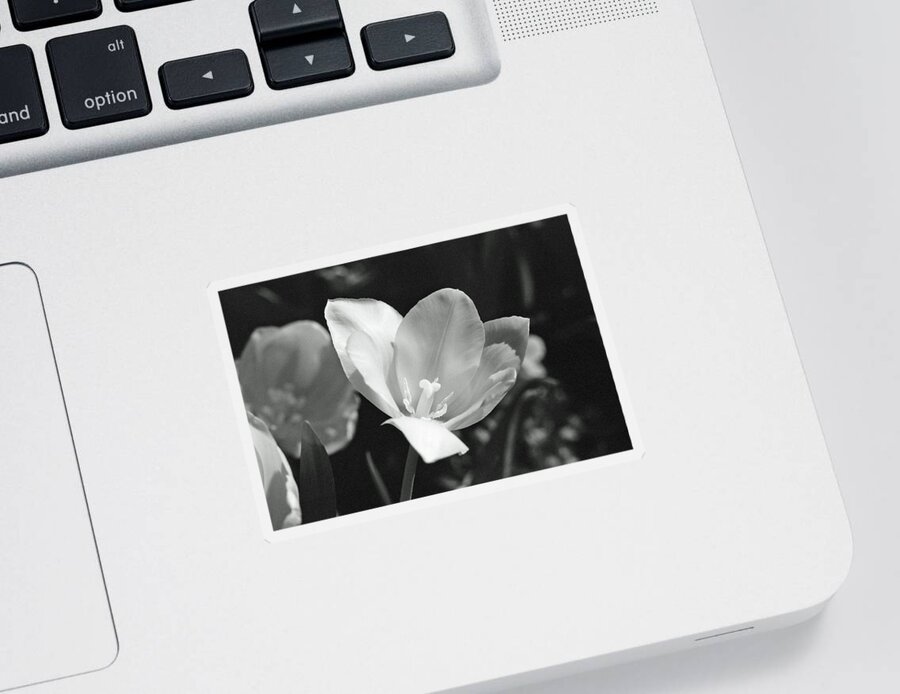 Tulip Sticker featuring the photograph Tulips - Beauty In Bloom - BW Infrared SFX 09 by Pamela Critchlow