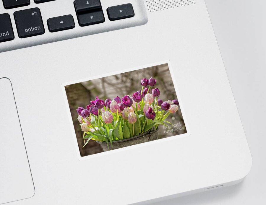 Dutch Sticker featuring the photograph Tulips in a bucket by Patricia Hofmeester