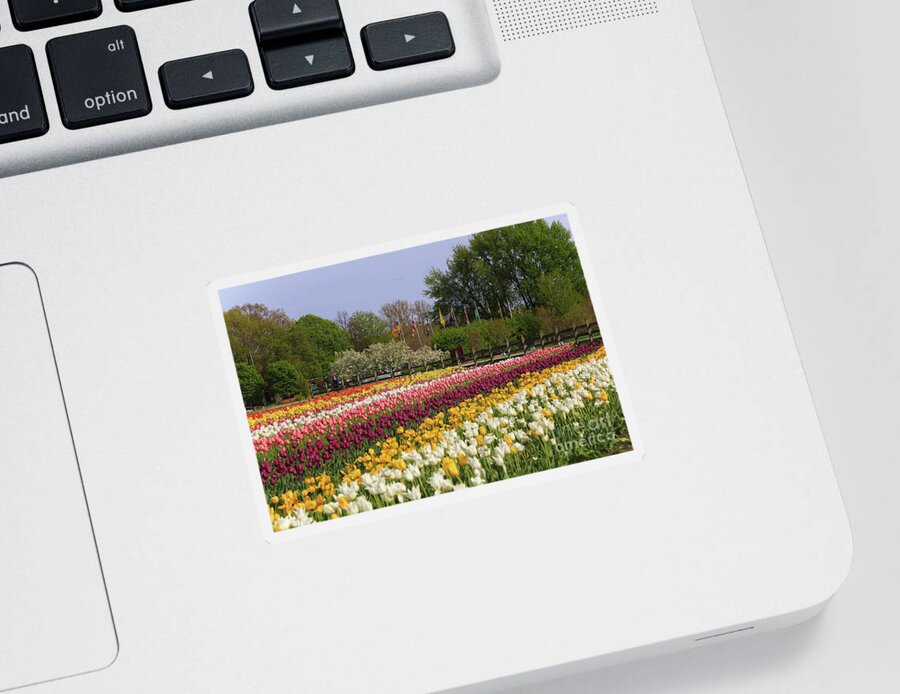 Tulips In Rows Sticker featuring the photograph Tulips in Rows by Rachel Cohen