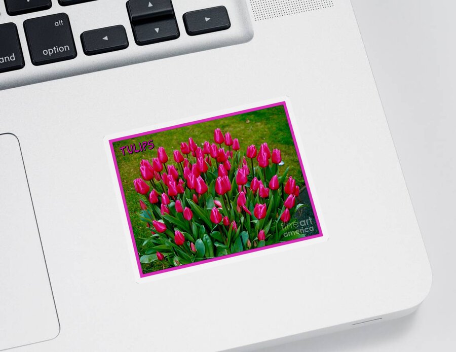 Bright Pink Tulips Sticker featuring the photograph Tulips Poster by Joan-Violet Stretch