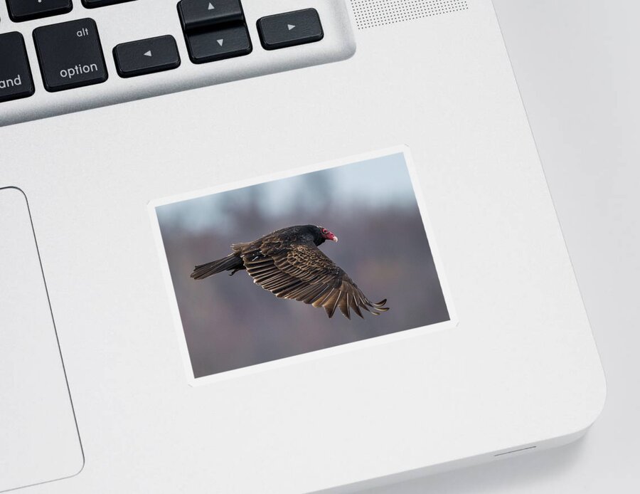 Vulture Sticker featuring the photograph Turkey Vulture In Flight by Paul Freidlund
