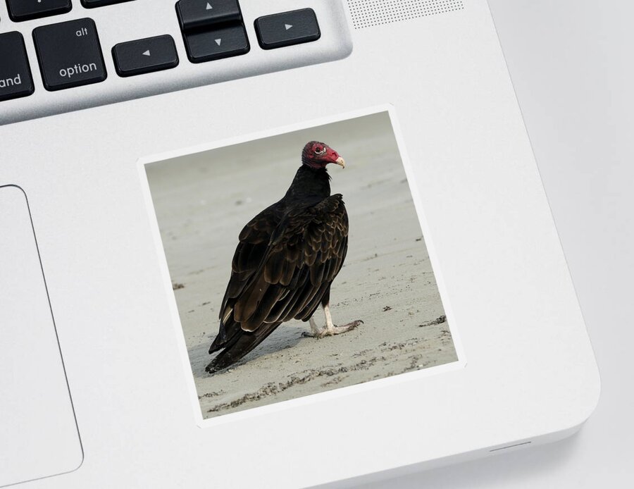 Turkey Vulture Sticker featuring the photograph Turkey Vulture standing on the Beach by Bradford Martin
