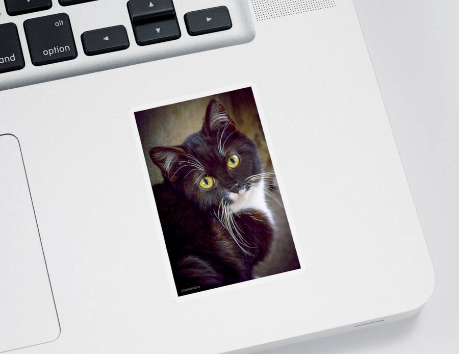 Watch Sticker featuring the photograph Tuxedo Kitten by LeeAnn McLaneGoetz McLaneGoetzStudioLLCcom
