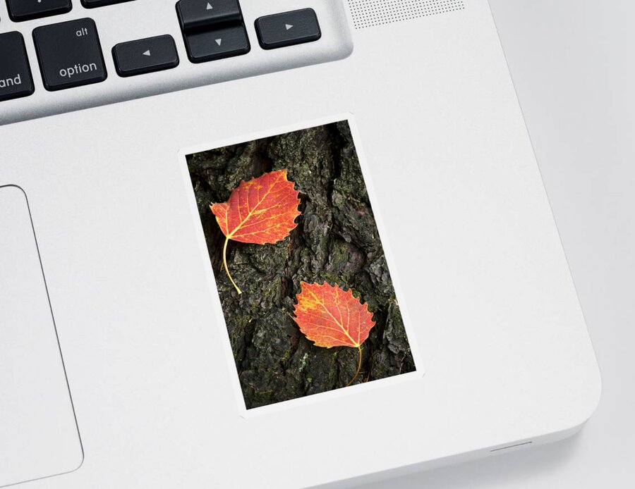 Fall Leaves Sticker featuring the photograph Falling Leaves by Christina Rollo