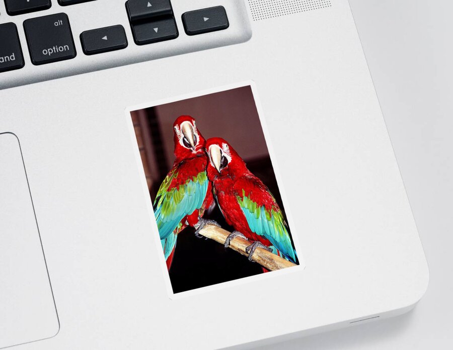 Parrot Sticker featuring the photograph Two Friends ... by Juergen Weiss