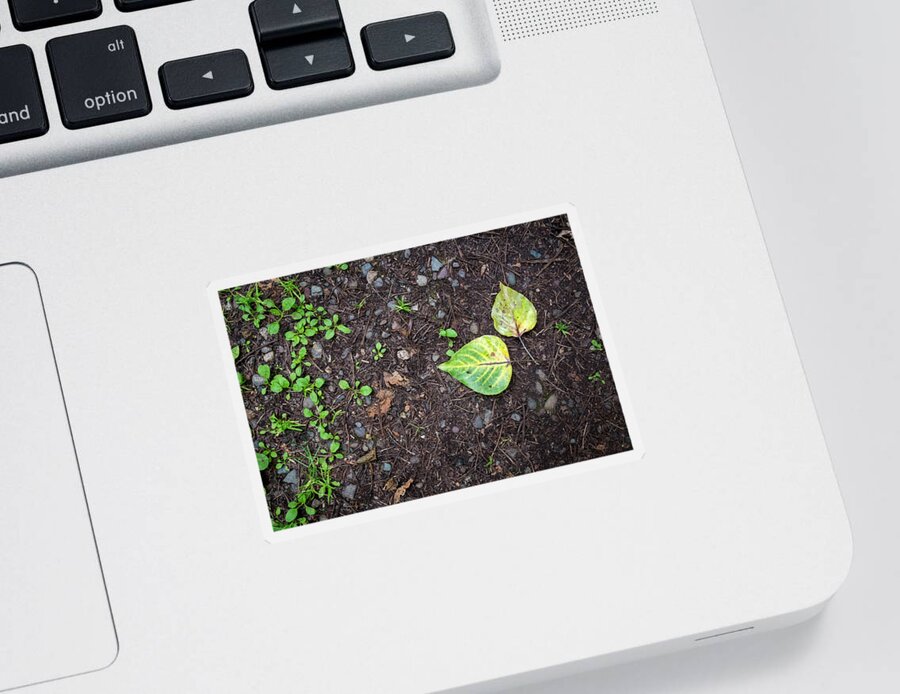 Scenics Sticker featuring the photograph Two Leaves and Seedlings by Mary Lee Dereske