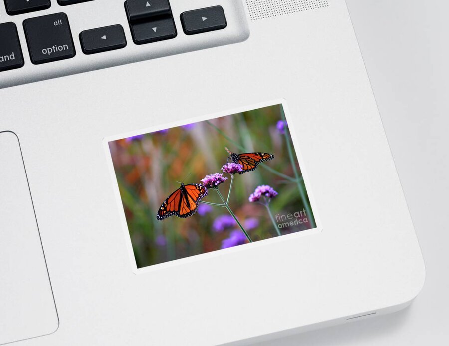 Monarch Sticker featuring the photograph Two Monarchs Sharing 2011 by Karen Adams