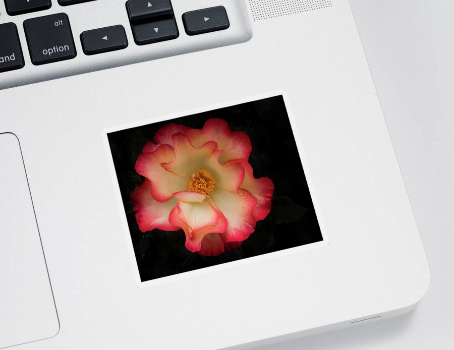 Garden Sticker featuring the photograph Two Toned Rose by Jean Noren