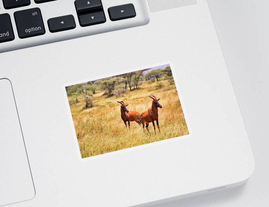 Africa Sticker featuring the photograph Two Topi Antelopes by Bruce Block