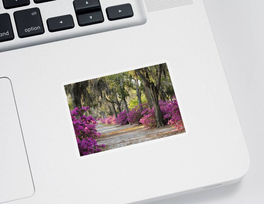 Road Sticker featuring the photograph Unpaved road with Azaleas and Oaks by Bradford Martin