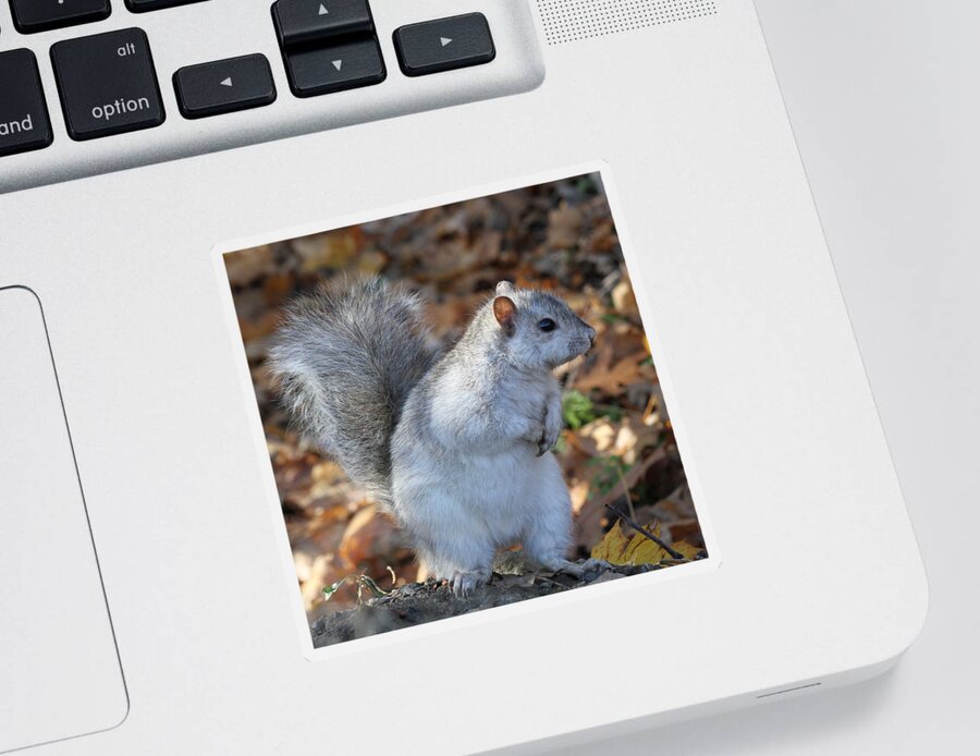 Squirrel Sticker featuring the photograph Unusual white and gray squirrel by Doris Potter