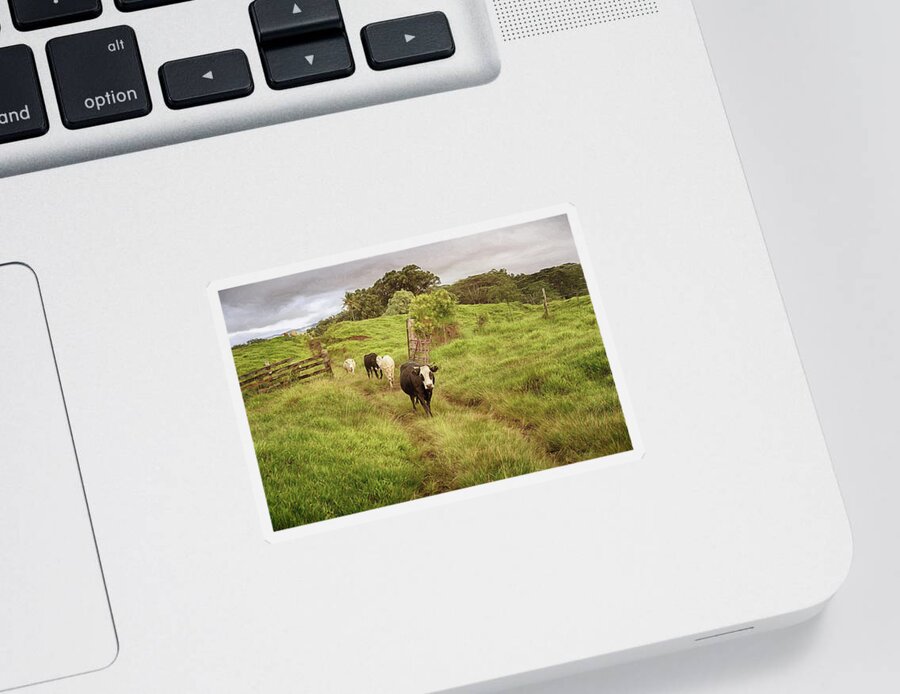 Cows Sticker featuring the photograph Upcountry Ranch by Susan Rissi Tregoning