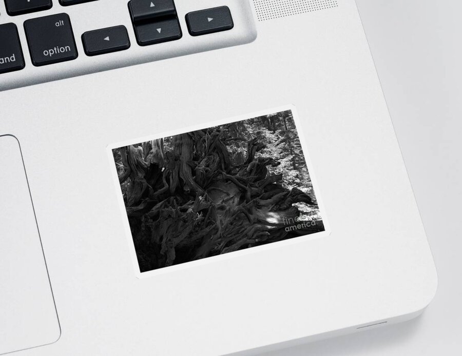 Roots Sticker featuring the photograph Uprooted by Leah McPhail