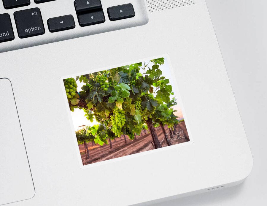 Vineyard Sticker featuring the photograph Vineyard 3 by Anthony Michael Bonafede