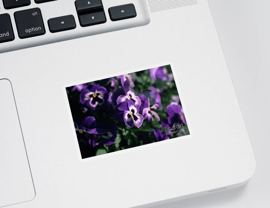 Violet Sticker featuring the photograph Violet Pansies by Riccardo Mottola