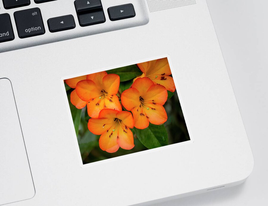 Hawaii Sticker featuring the photograph Vireya Rhododendron by Teresa Wilson