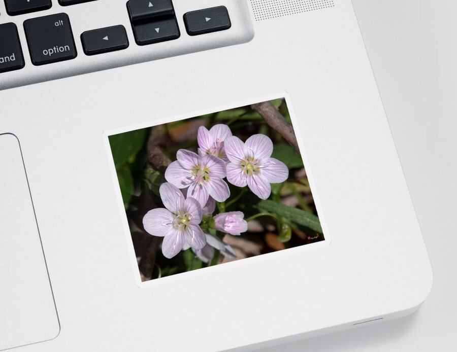 Spring Sticker featuring the photograph Virginia or Narrowleaf Spring-Beauty DSPF041 by Gerry Gantt