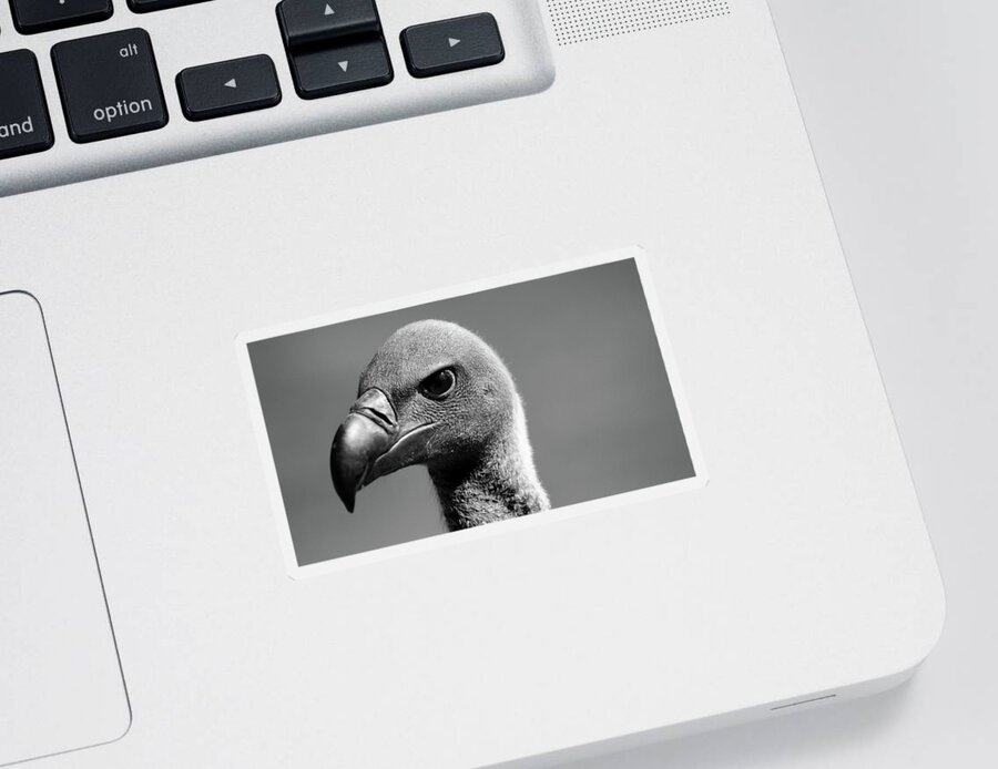 Bird Sticker featuring the photograph Vulture Eyes by Martin Newman