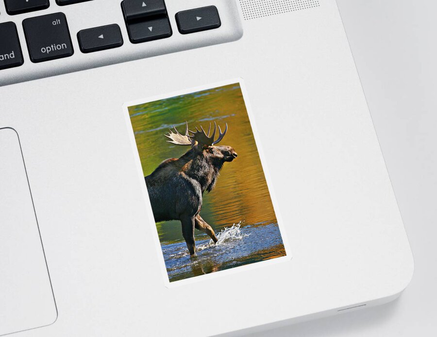 Bull Sticker featuring the photograph Wading Moose by Wesley Aston