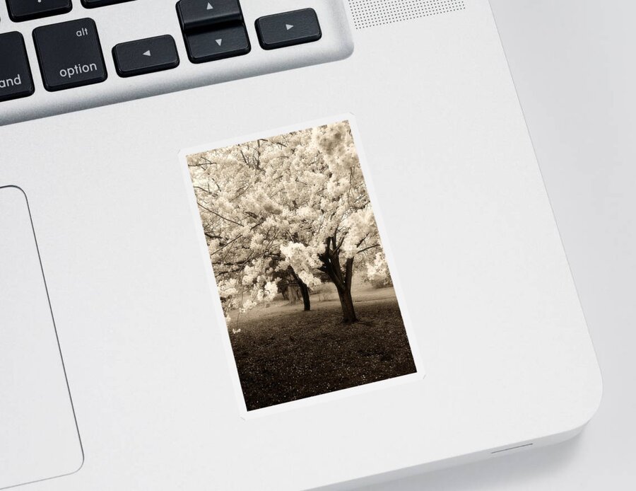 Cherry Blossom Trees Sticker featuring the photograph Waiting For Sunday - Holmdel Park by Angie Tirado