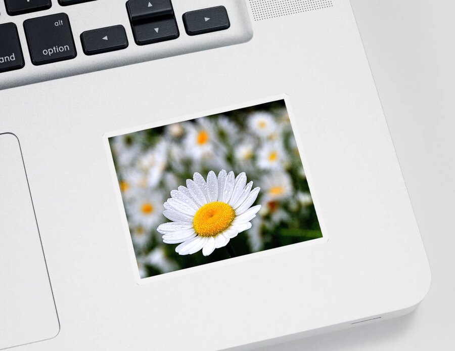 Flower Sticker featuring the photograph Waiting For The Sun by Mark Fuller
