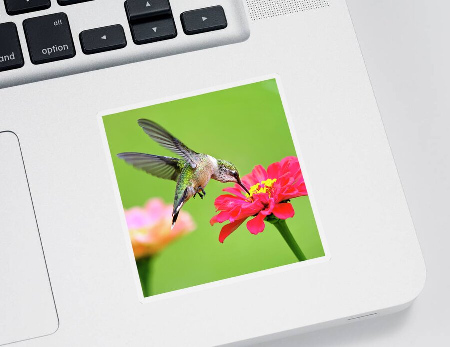 Hummingbird Sticker featuring the photograph Waiting in the Wings Hummingbird Square by Christina Rollo