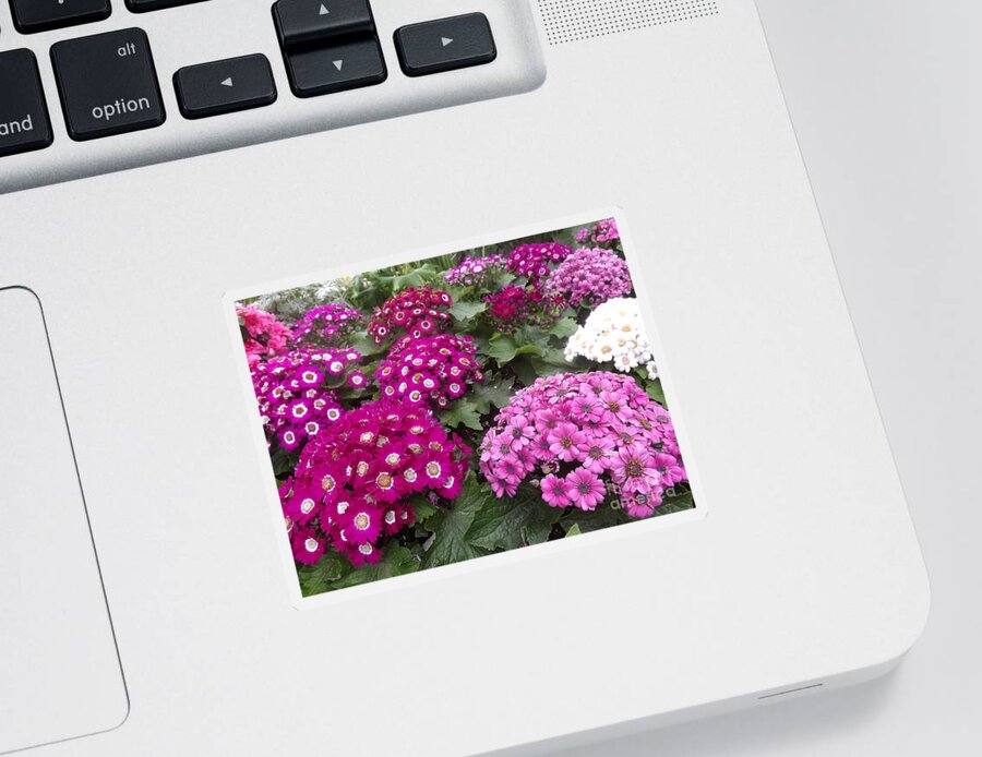 Flora Sticker featuring the photograph Waltz of Spring Flowers by Lingfai Leung