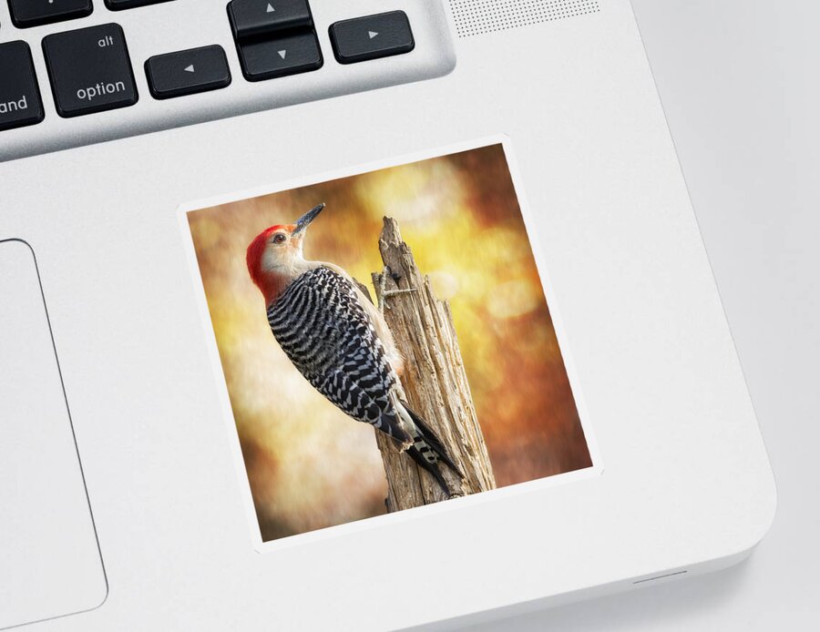 Red-bellied Woodpecker Sticker featuring the photograph Warm Morning Red-Belly by Bill and Linda Tiepelman