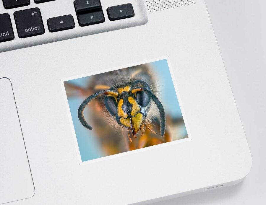 Wasp Sticker featuring the photograph Wasp portrait by Alexey Kljatov