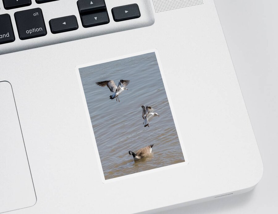 Gull Sticker featuring the photograph Watch Out Below by Holden The Moment