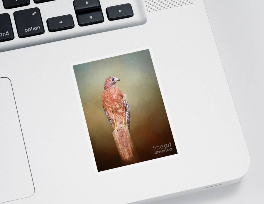 Red Shouldered Hawk Sticker featuring the photograph Watching and Waiting by Sharon McConnell