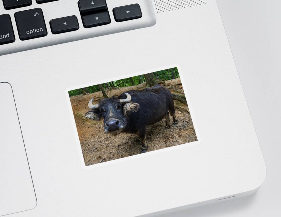 Water Buffalo Sticker featuring the photograph Water Buffalo On Dry Land by Flees Photos