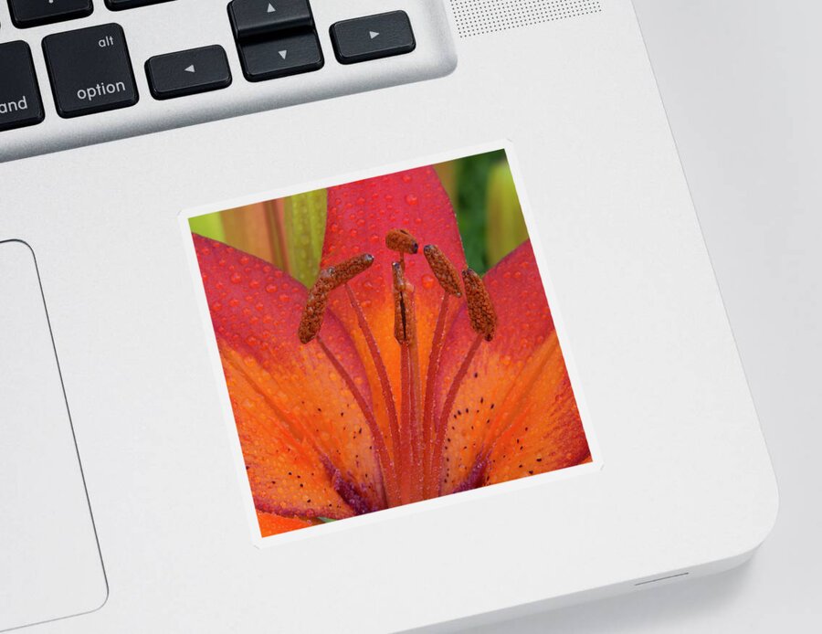 Jean Noren Sticker featuring the photograph Watered Lily by Jean Noren
