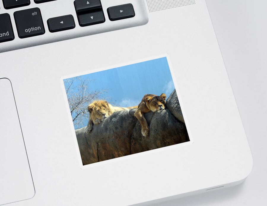 Lion Sticker featuring the photograph We Are Tired by George Jones