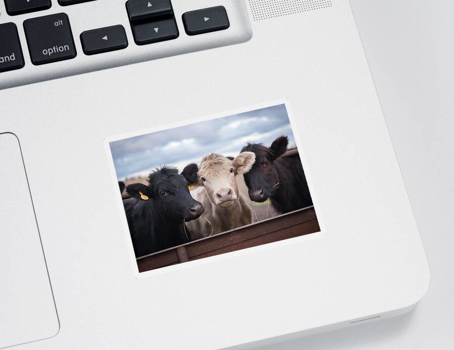 Cows Sticker featuring the photograph We Three Cows by Holden The Moment