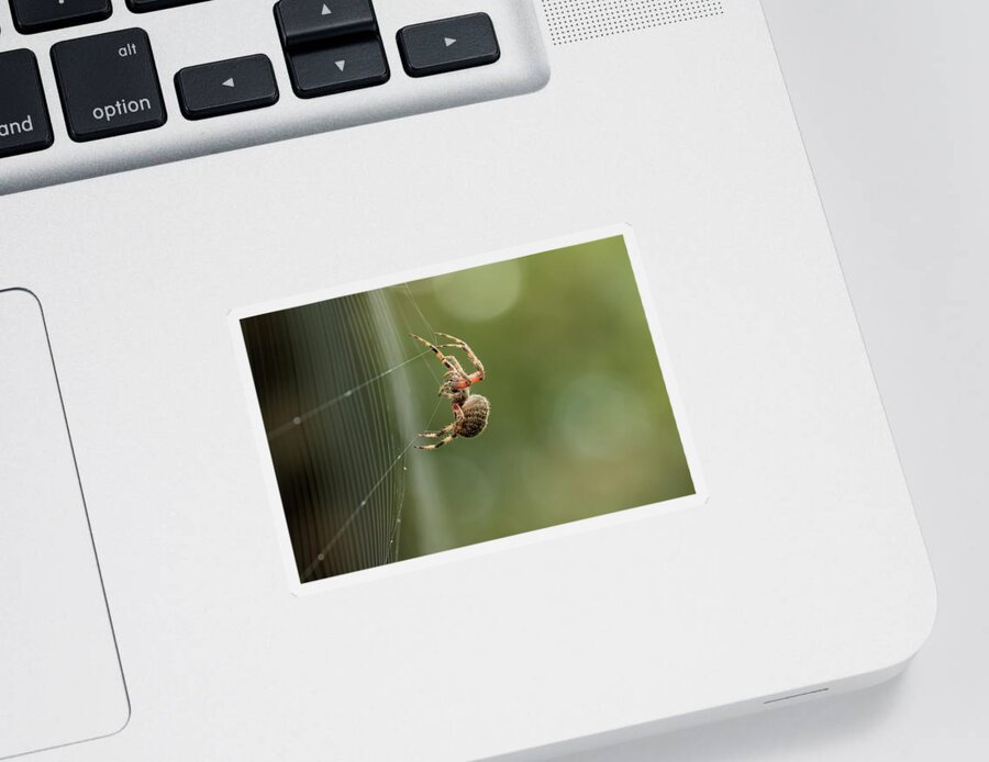 Spider Sticker featuring the photograph Weave Your Web by Eilish Palmer