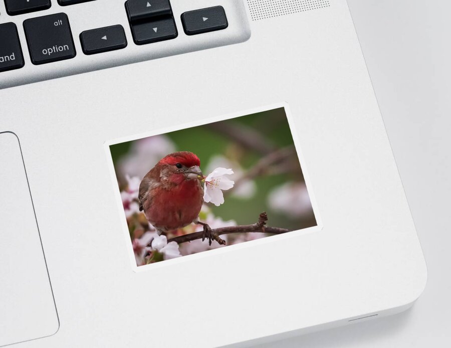 Terry D Photography Sticker featuring the photograph Welcome Spring House Finch with Flower by Terry DeLuco