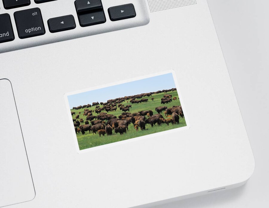 Buffalo Sticker featuring the photograph Western Kansas Buffalo Herd by Keith Stokes