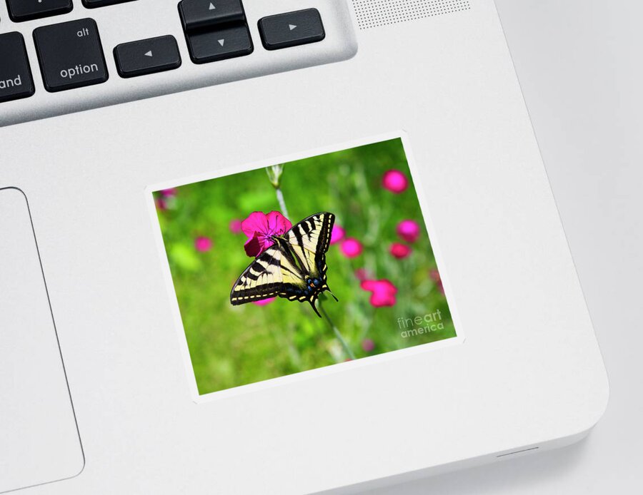 Western Tiger Swallowtail Butterfly Sticker featuring the photograph Western tiger Swallowtail butterfly by Bruce Block
