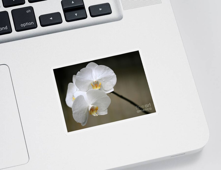 Orchid Sticker featuring the photograph Wet White Orchids by Sabrina L Ryan