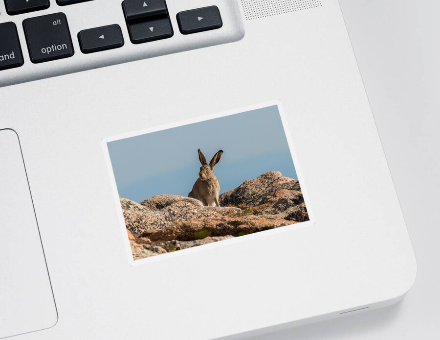 Rabbit Sticker featuring the photograph What's up doc? by Tony Hake